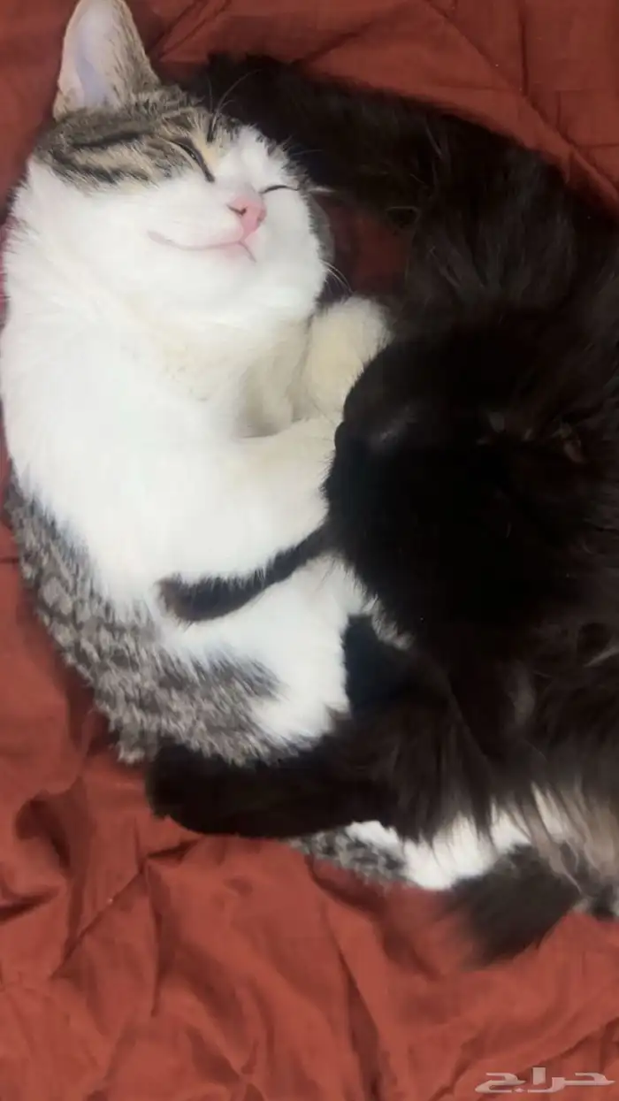 قطط 2