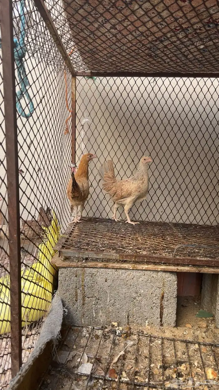 دجاج العدد 33 صحه شرط كلش شرط 0