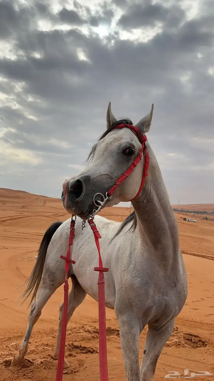 حصان واهو شيخ 2
