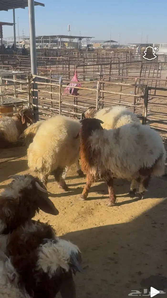 ذبائح 2