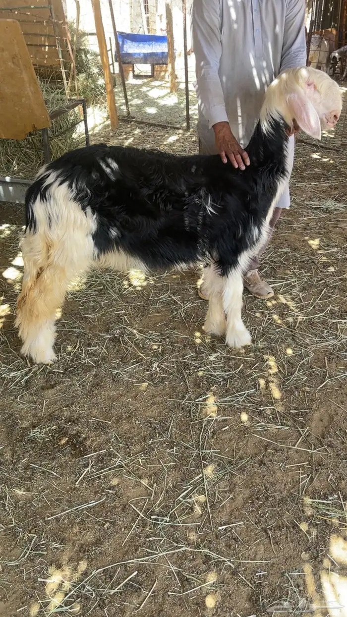 رخل نجديه فاخره عمرها 4 شهور 6