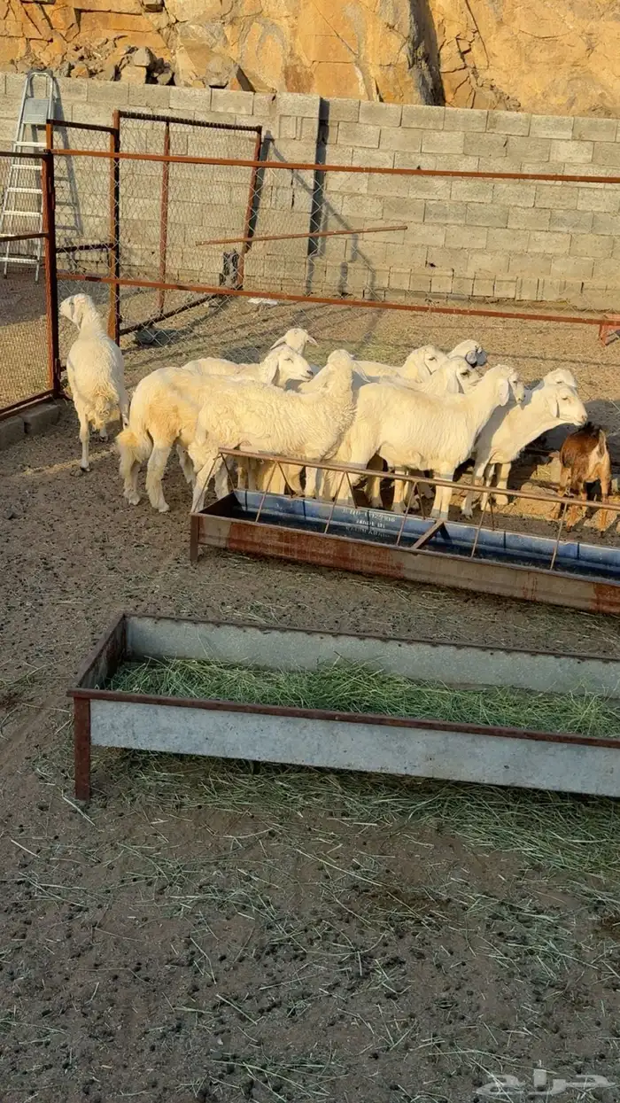 10 خرفان مشروطه 1
