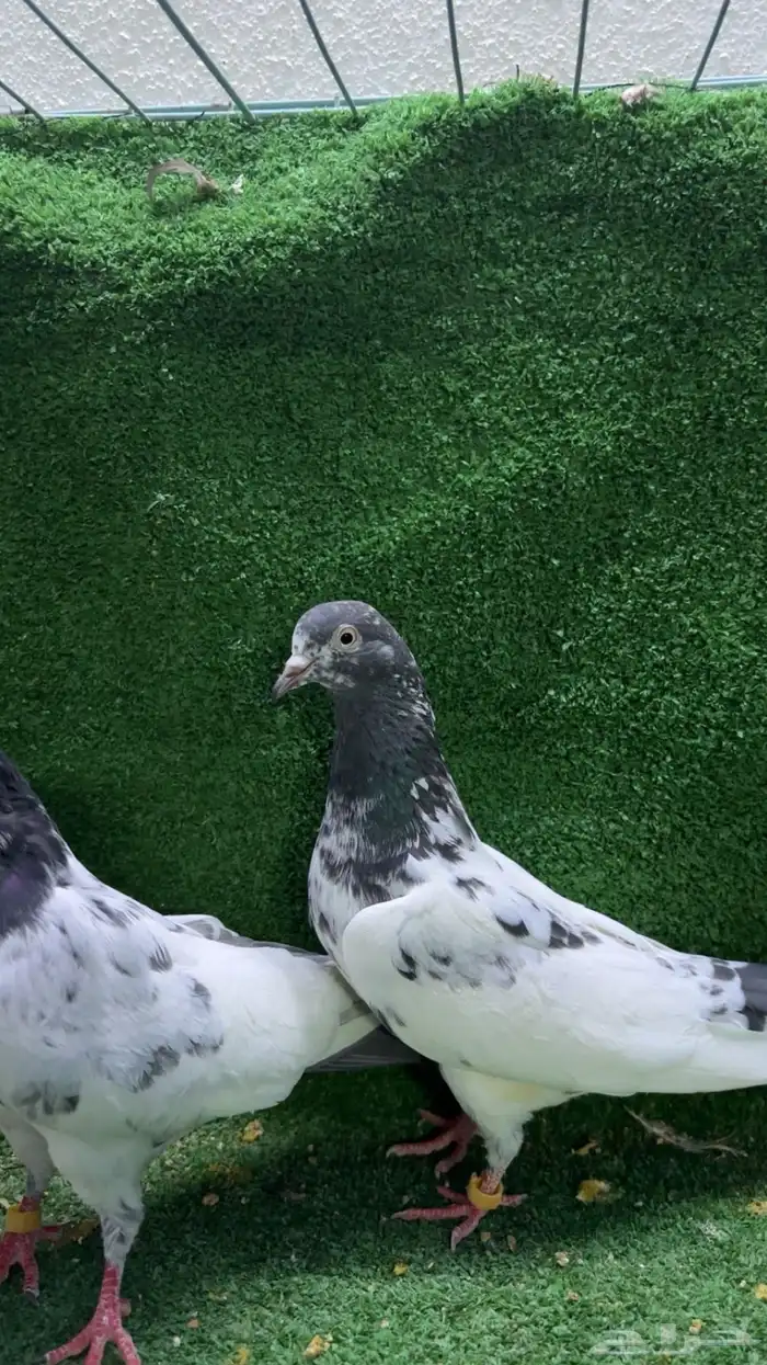 زوج جنسرا 0
