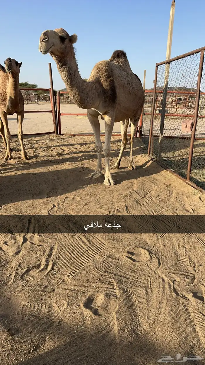 للبيع 10 من الابل بفحلها منوه القناي 6