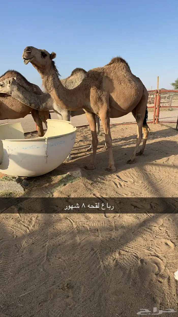 للبيع 10 من الابل بفحلها منوه القناي 4