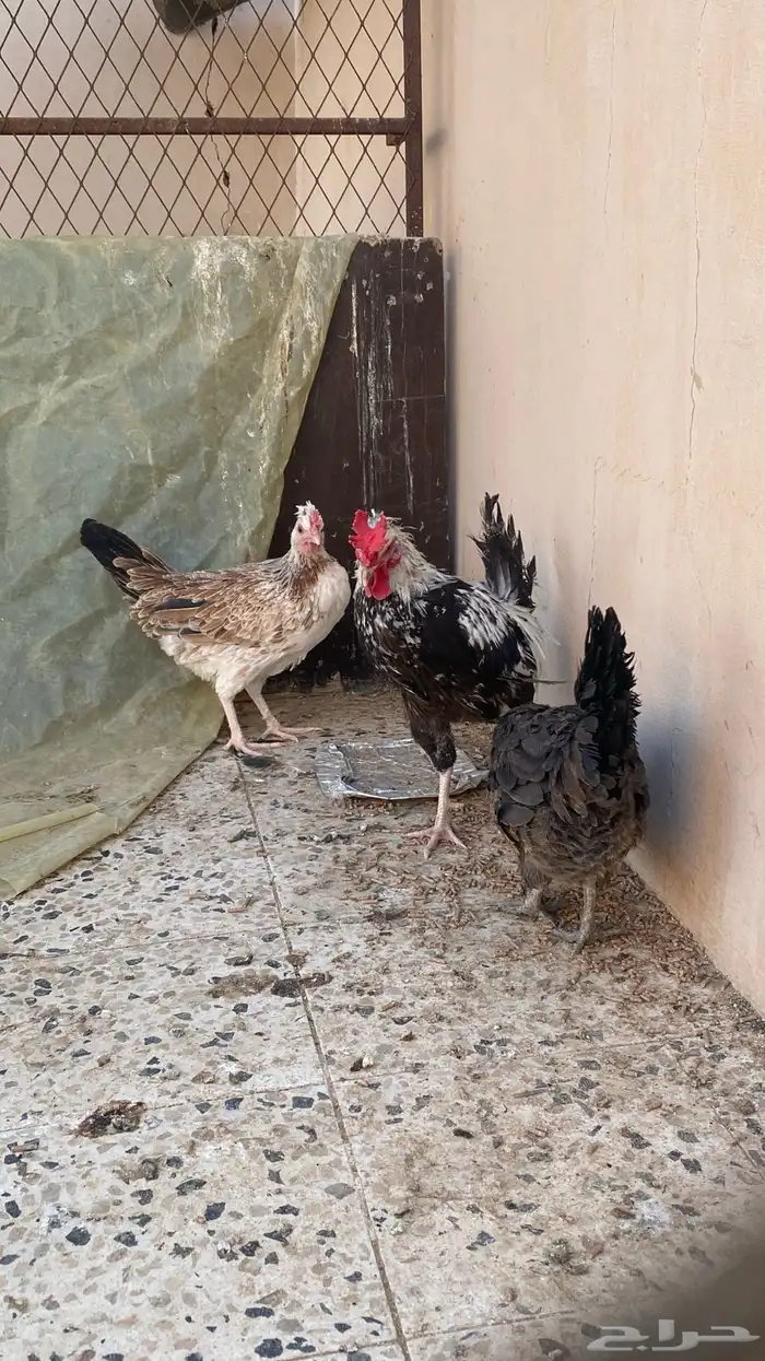 دجاج عربي 1