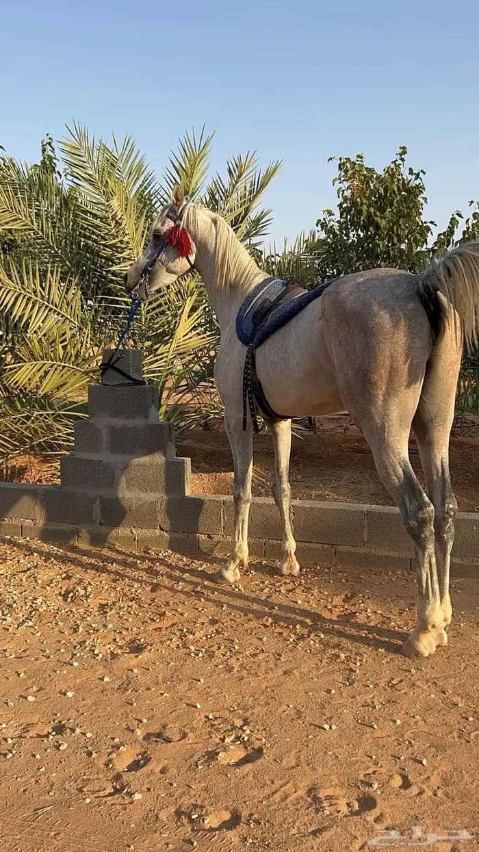 حصان واهو و البيع شعبي 4