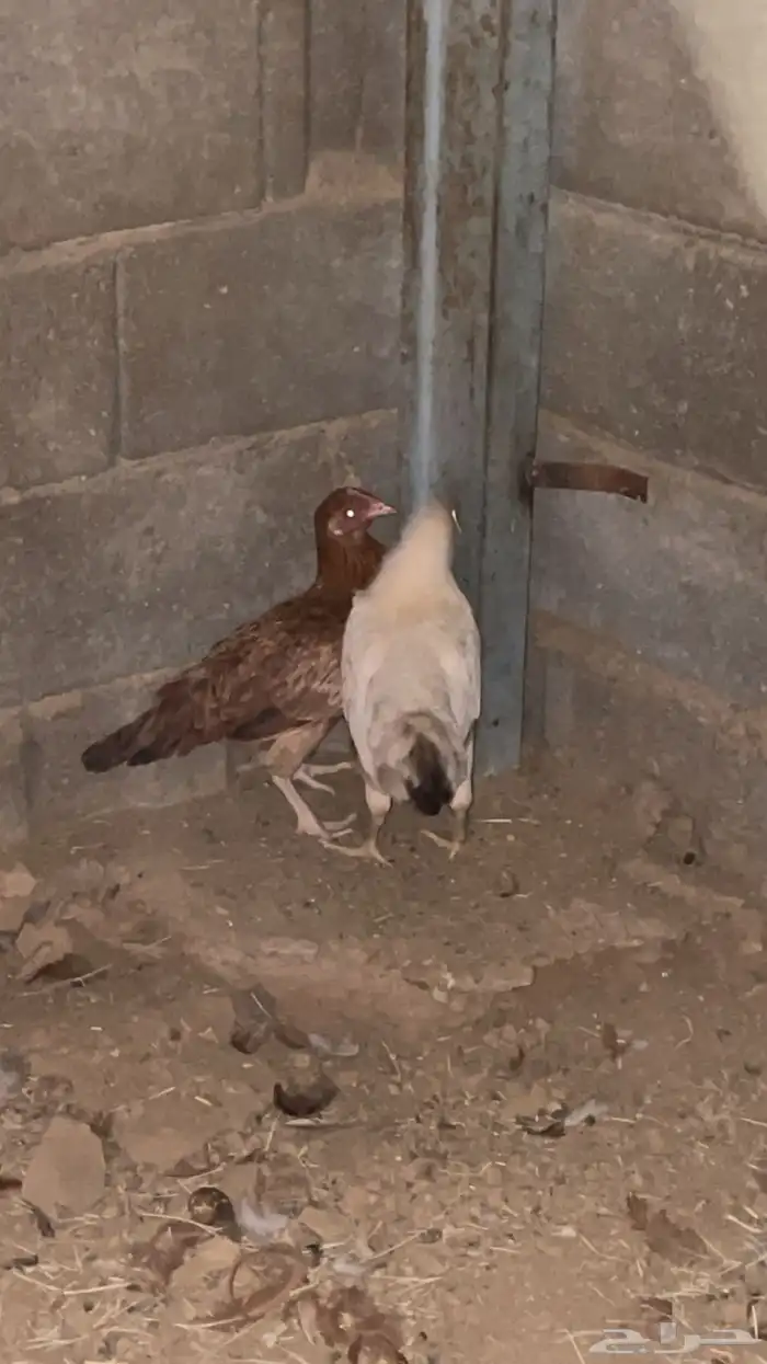 دجاجتين عربي حضان شرط كففو 1