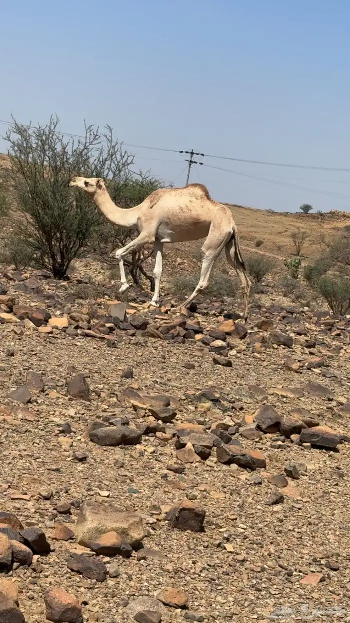 بكره 0