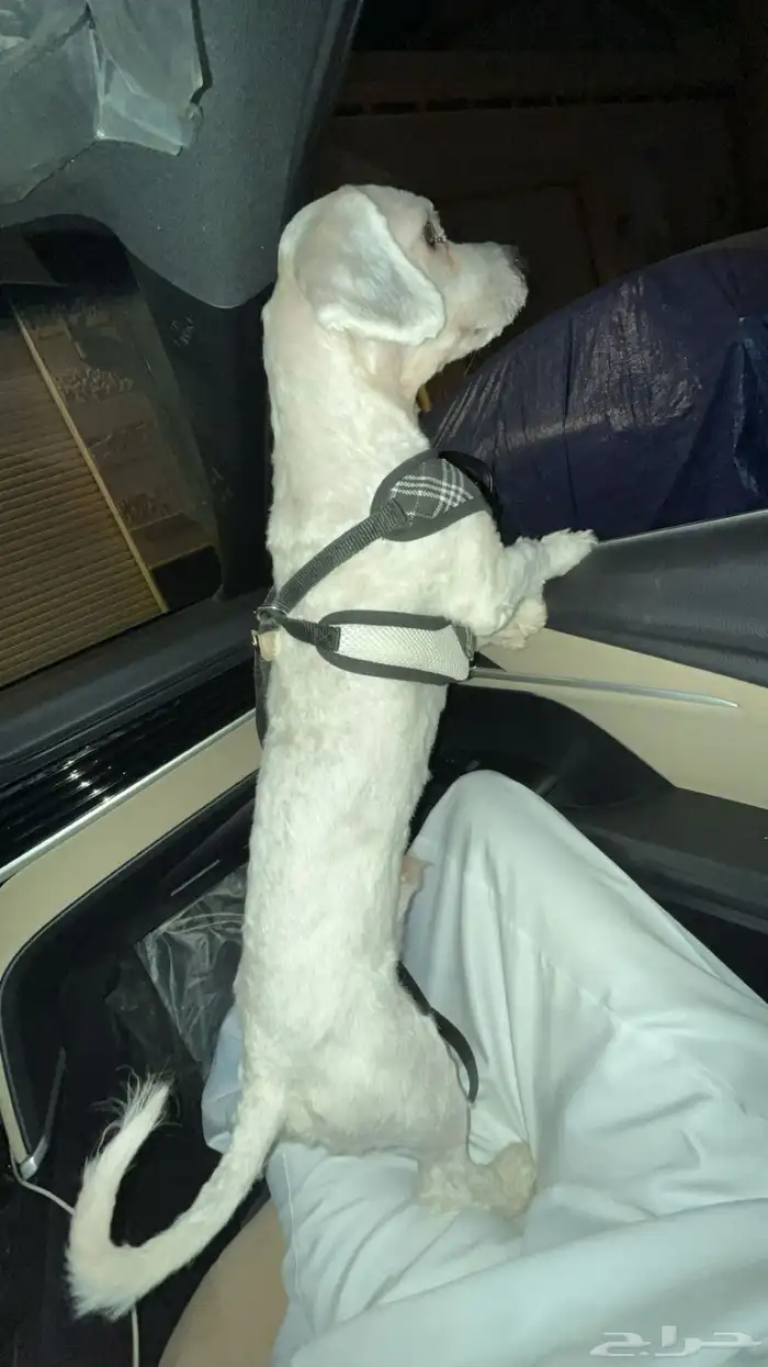 كلب لتبني 7