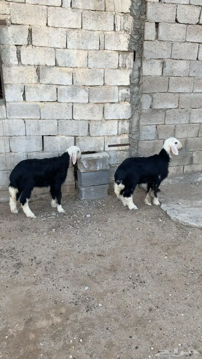 بهم تربيه خروف و رخال نجدي 5