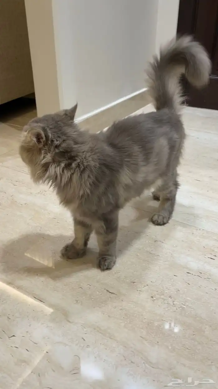 قط هملايا للبيع 2