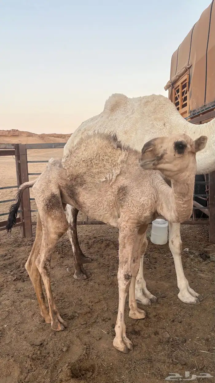 بكره عمرها 7 شهور فيها فك للبيع 0