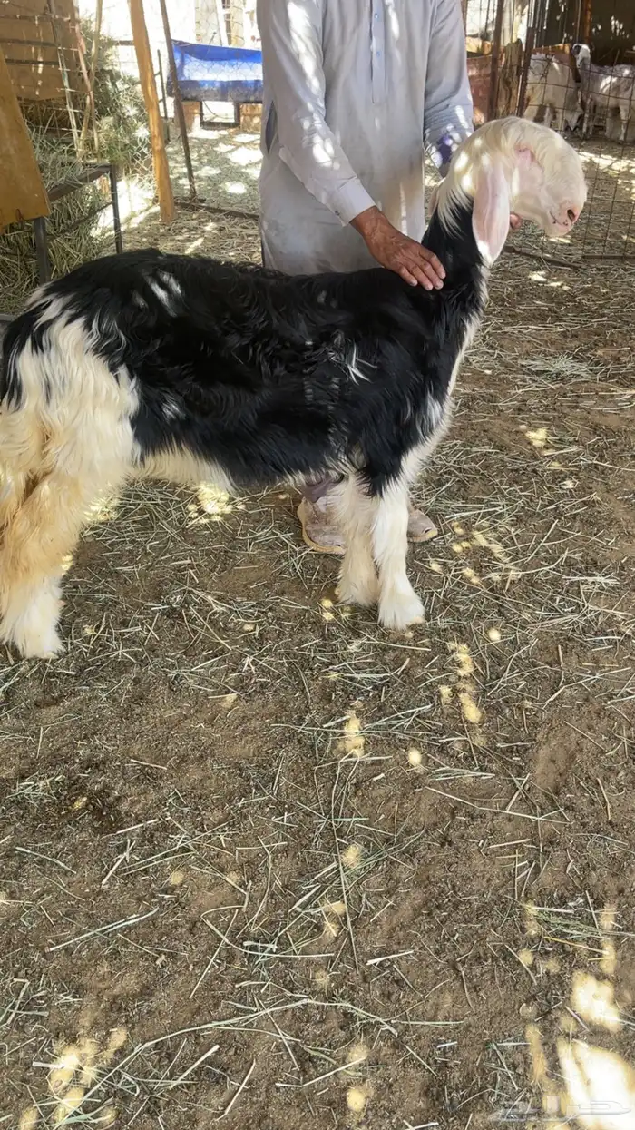 رخل نجديه فاخره عمرها 4 شهور 4