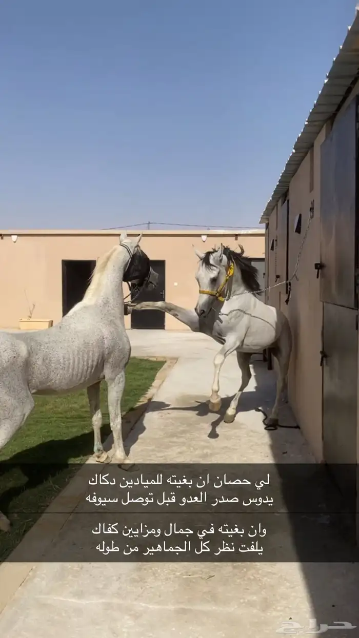 حصان 1