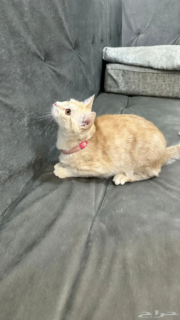 قطه تبني 3