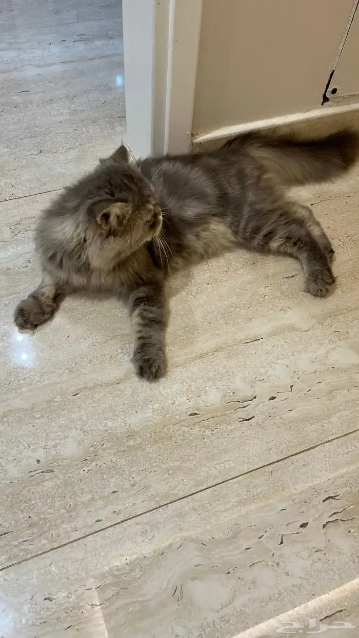 قط هملايا للبيع 5