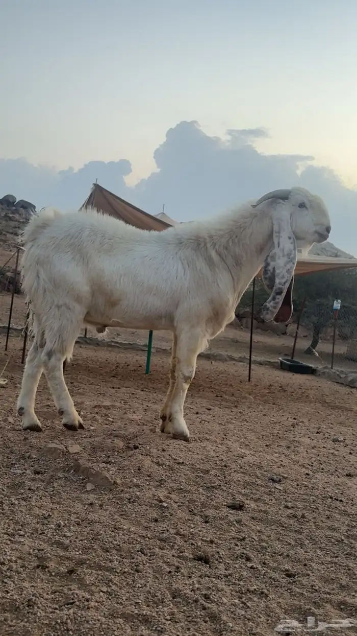 تيس هولندي صنف الصنف 1