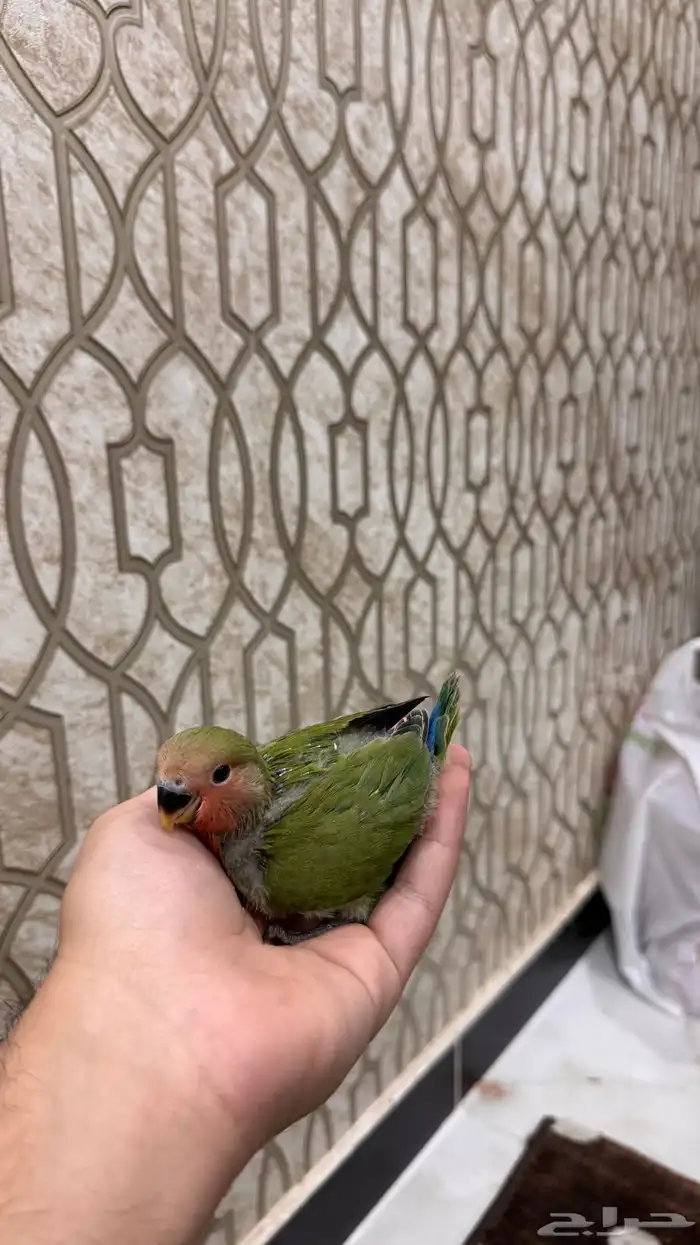 فرخ روز قرين رد فيس حجم بطلل (تم البيع) 3