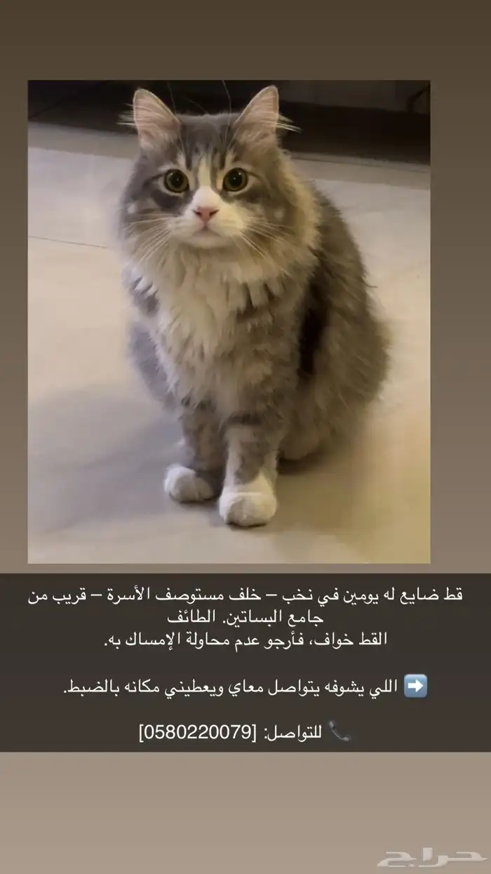 قط ضايع الربيع - نخب 0