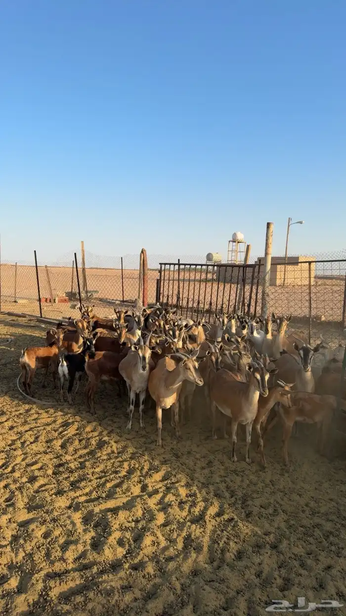 ماعز جنوبي صافي 0