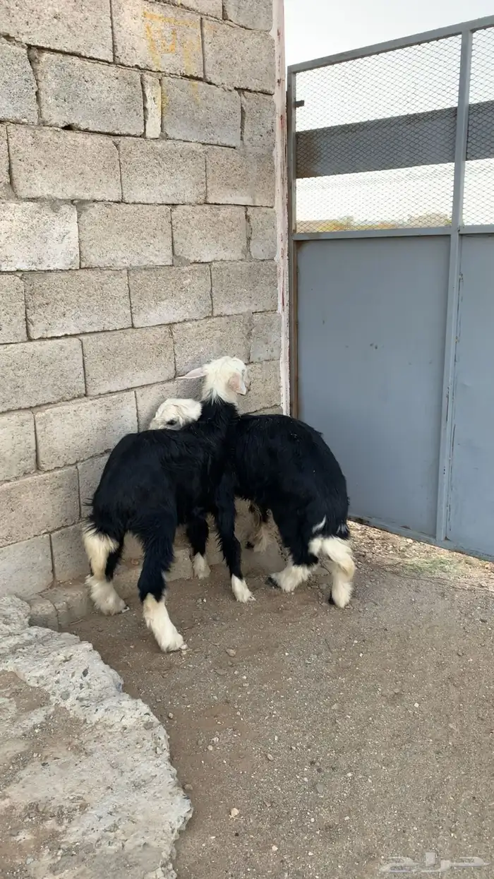 بهم تربيه خروف و رخال نجدي 2