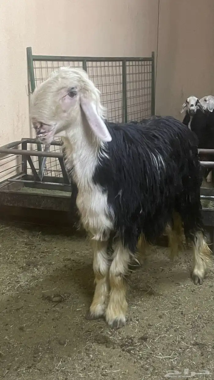 فحل نجدي على القضب 2