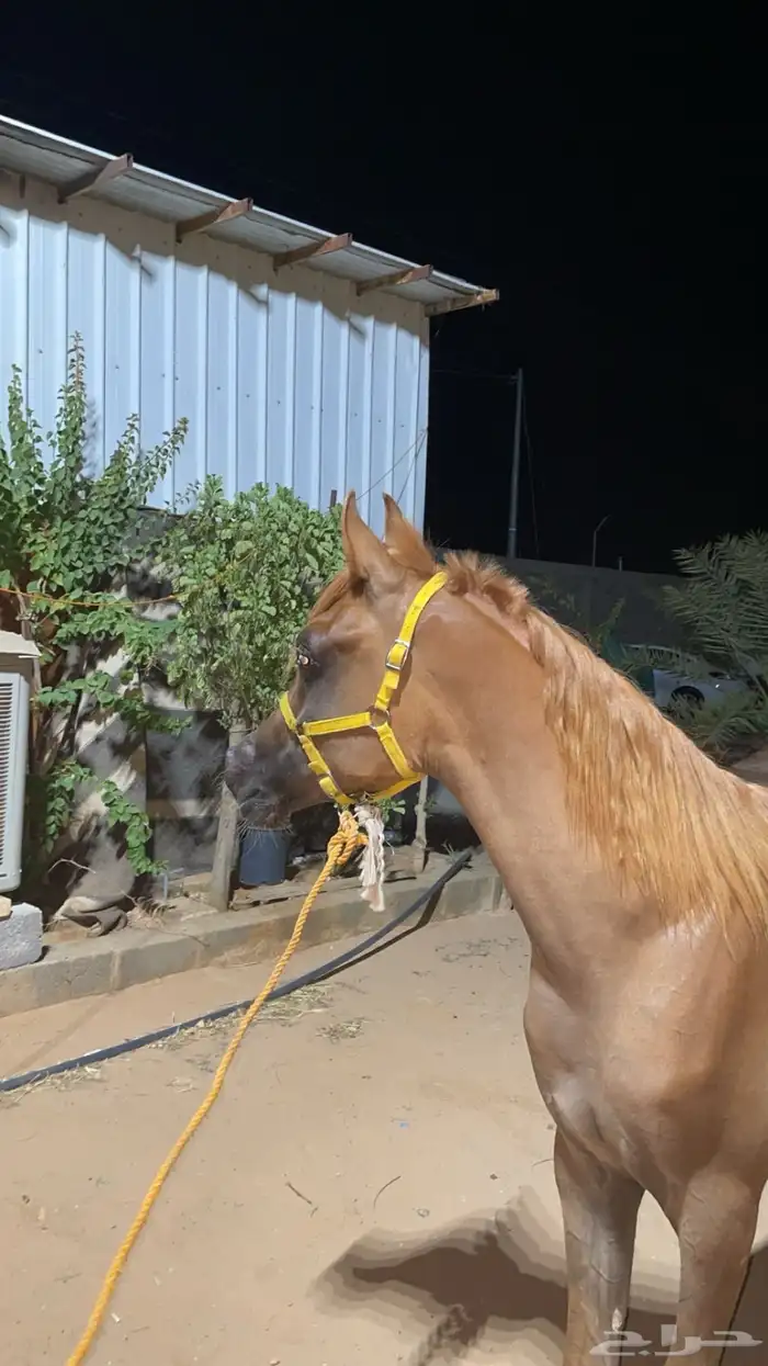مهر واهو كفو 1