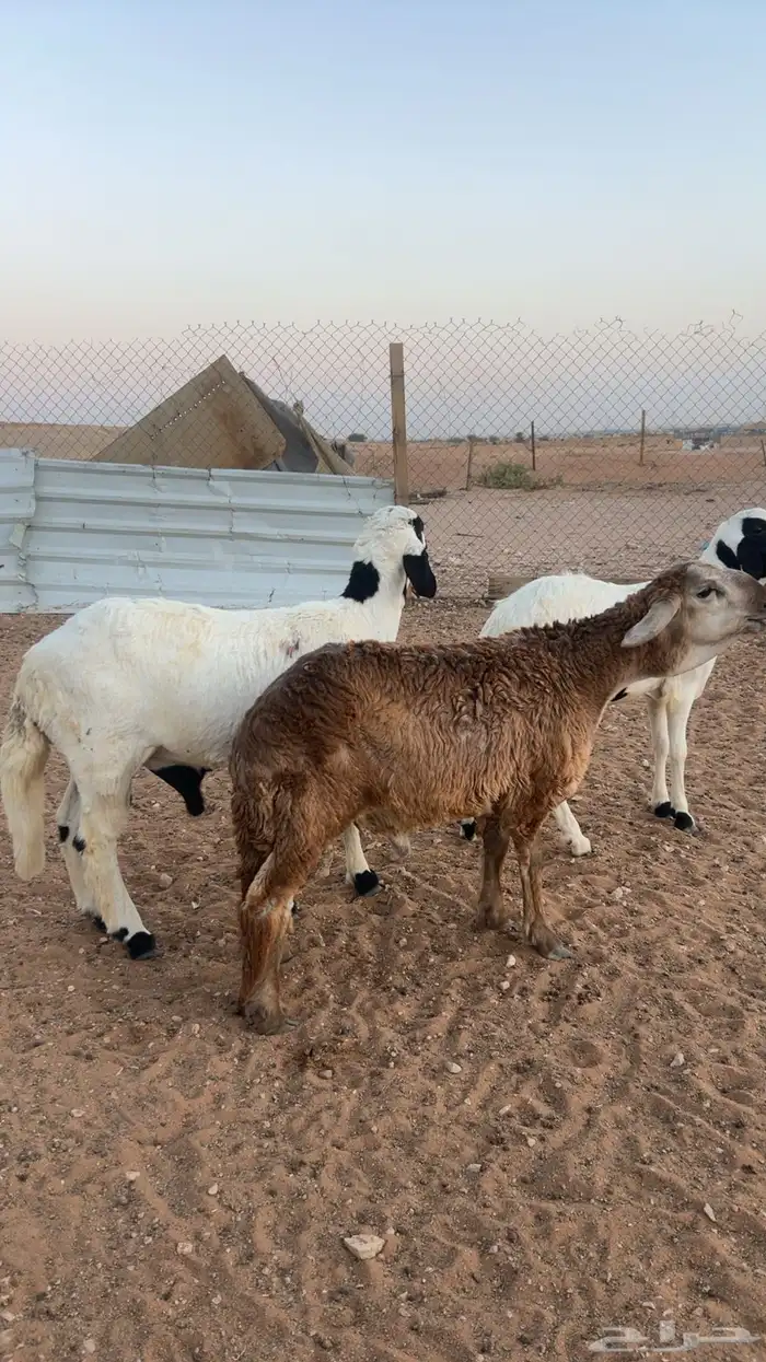 خرفان سواكن مرابي 4شهور فل شحم شرط اللحم والطعم 3
