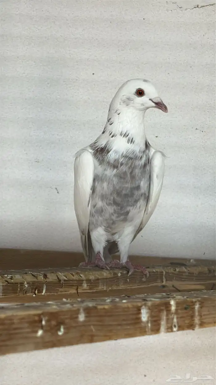 حمام ودجاج 6