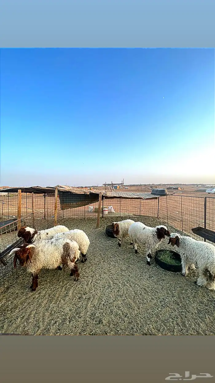 للبيع نعيم ونجد العدد7 كلهن رخال 0