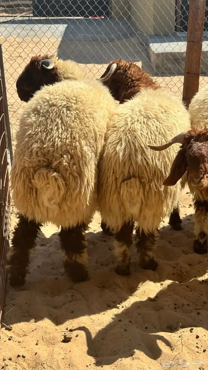 ذبائح للبيع 4