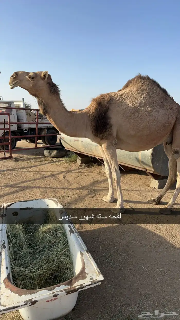 للبيع 10 من الابل بفحلها منوه القناي 9