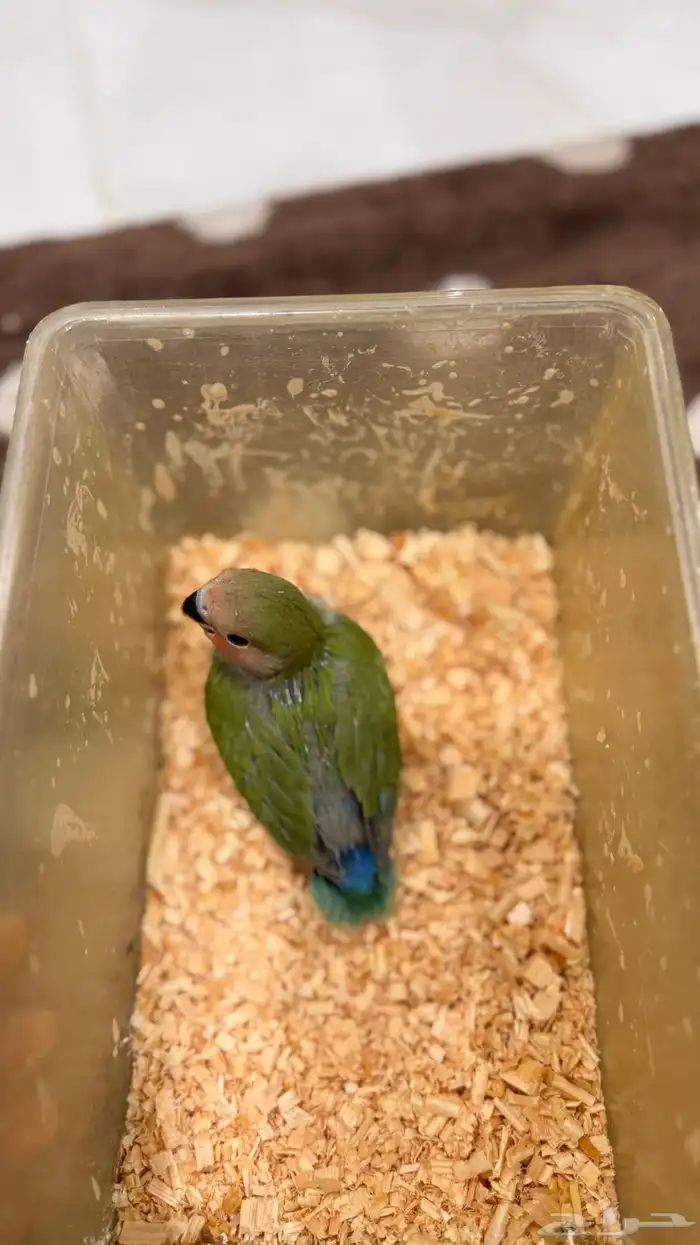 فرخ روز قرين رد فيس حجم بطلل (تم البيع) 5