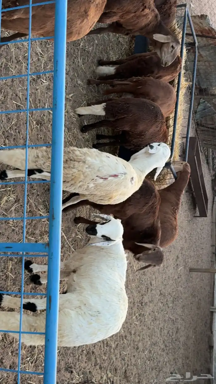 ذبائح للبيع كبير وسط حري سواكني حمري ابيض يوجد تابي وامكان 2