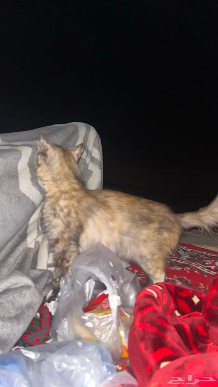 قطط بساس قط غريب 3
