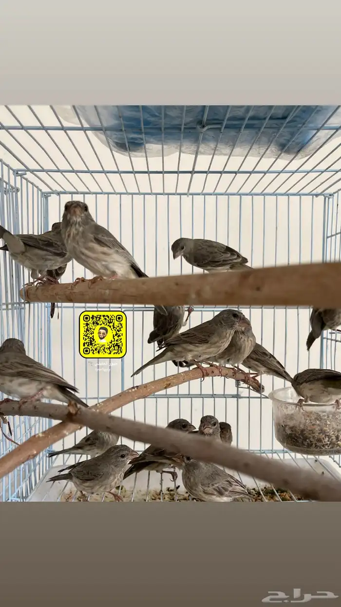 طيور حسون ( ياسمين ) طائفي 0