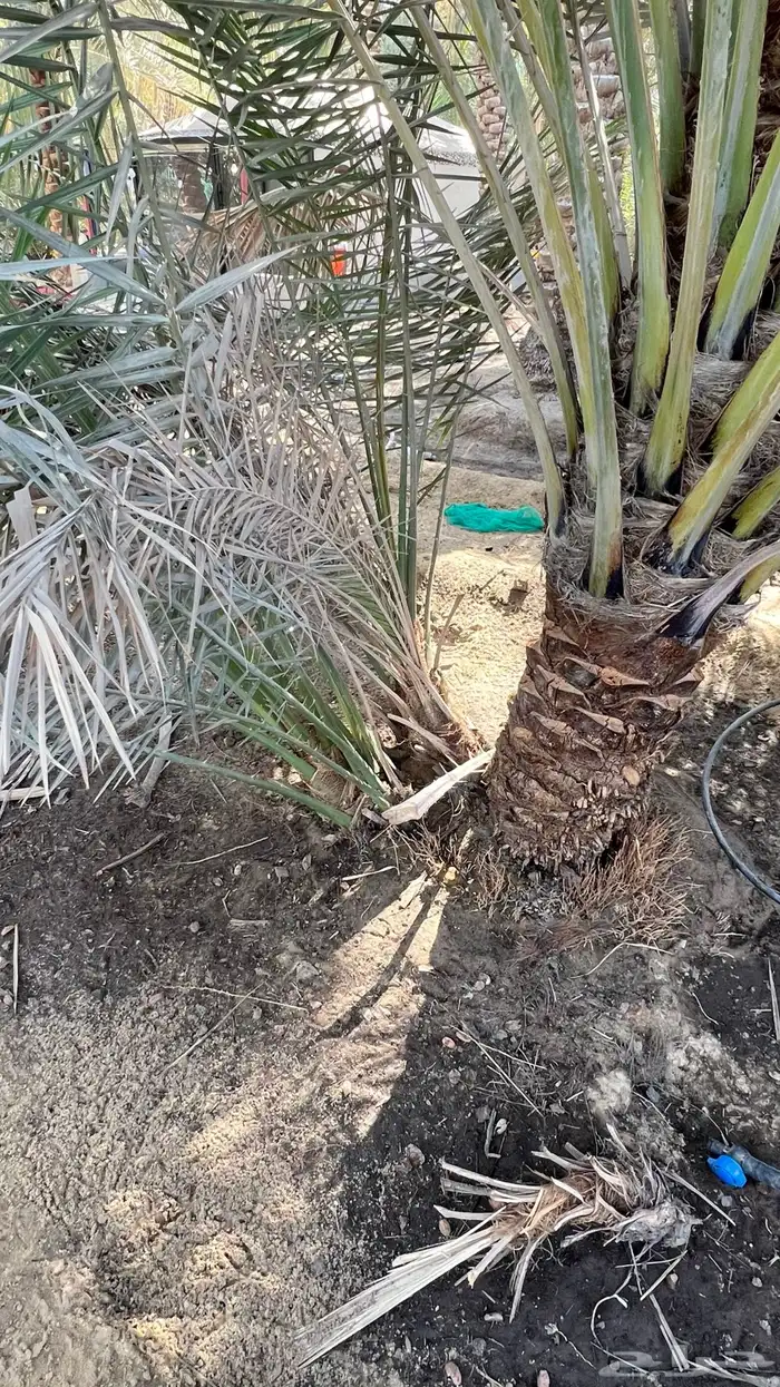 فسائل نخيل خلاص 2