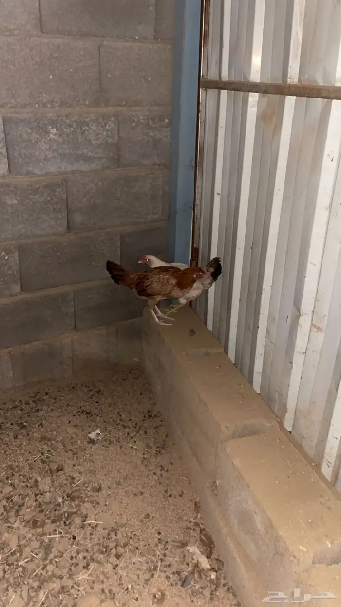 دجاجتين عربي حضان شرط كففو 6