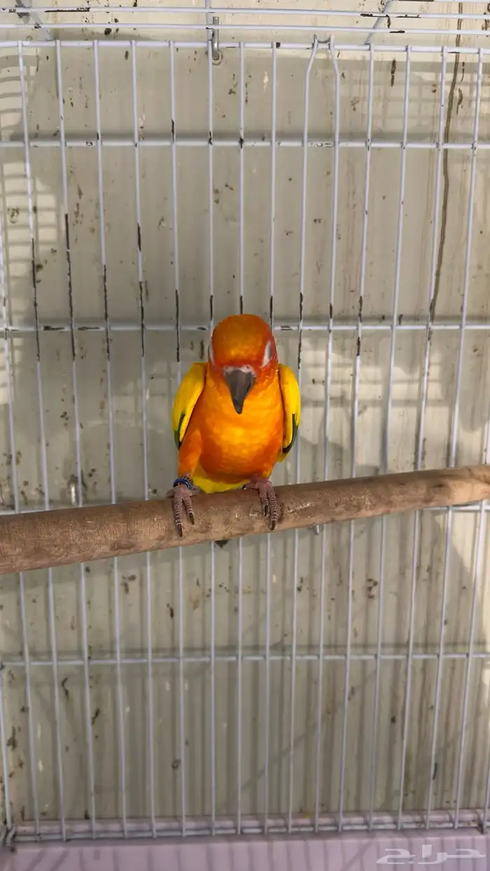 ازواج كنيور محلله وفردات اناث 12