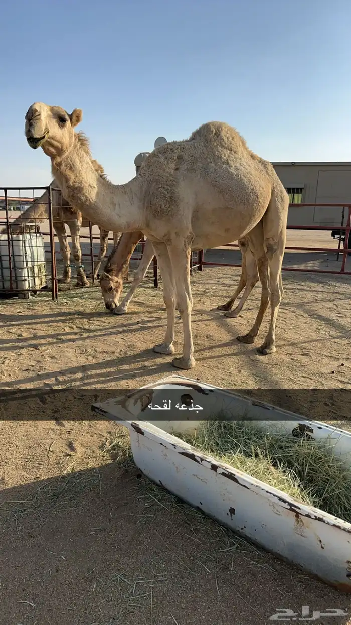 للبيع 10 من الابل بفحلها منوه القناي 10