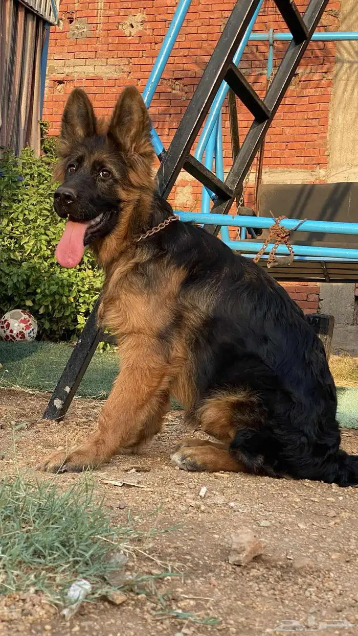 كلب جيرمن شيبرد لونق هير 3