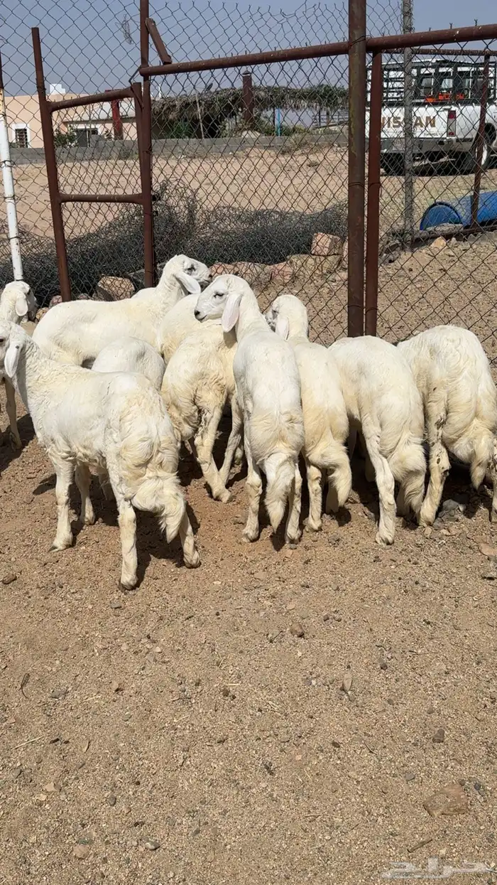 11 خروف شي فاااخر 1