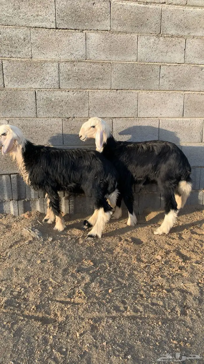 بهم تربيه خروف و رخال نجدي 4