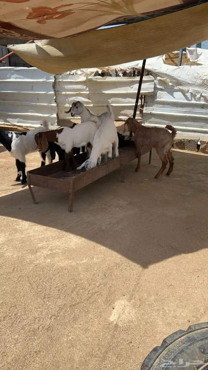 عرس تيوس وعنقان 0