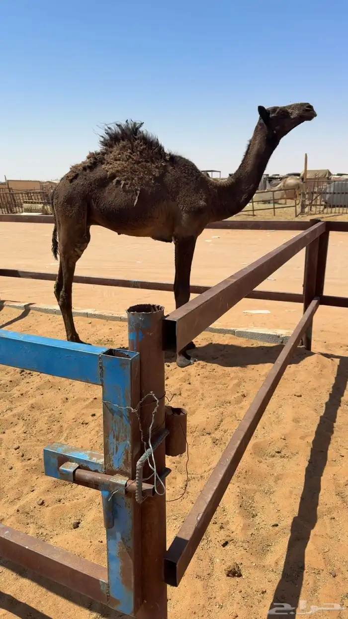للبيع قعود قصب طايش 1