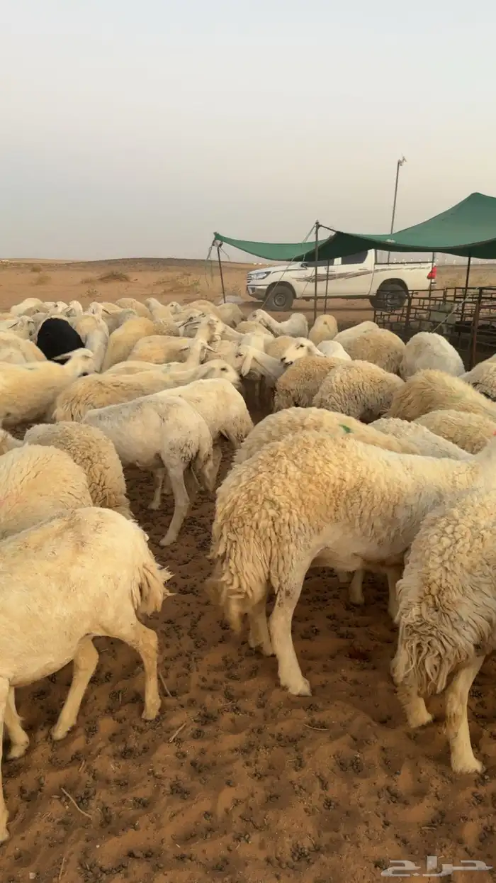 غنم لبيع 1