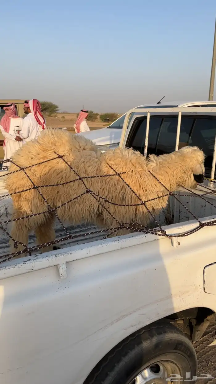 عيسيه جذعه 0
