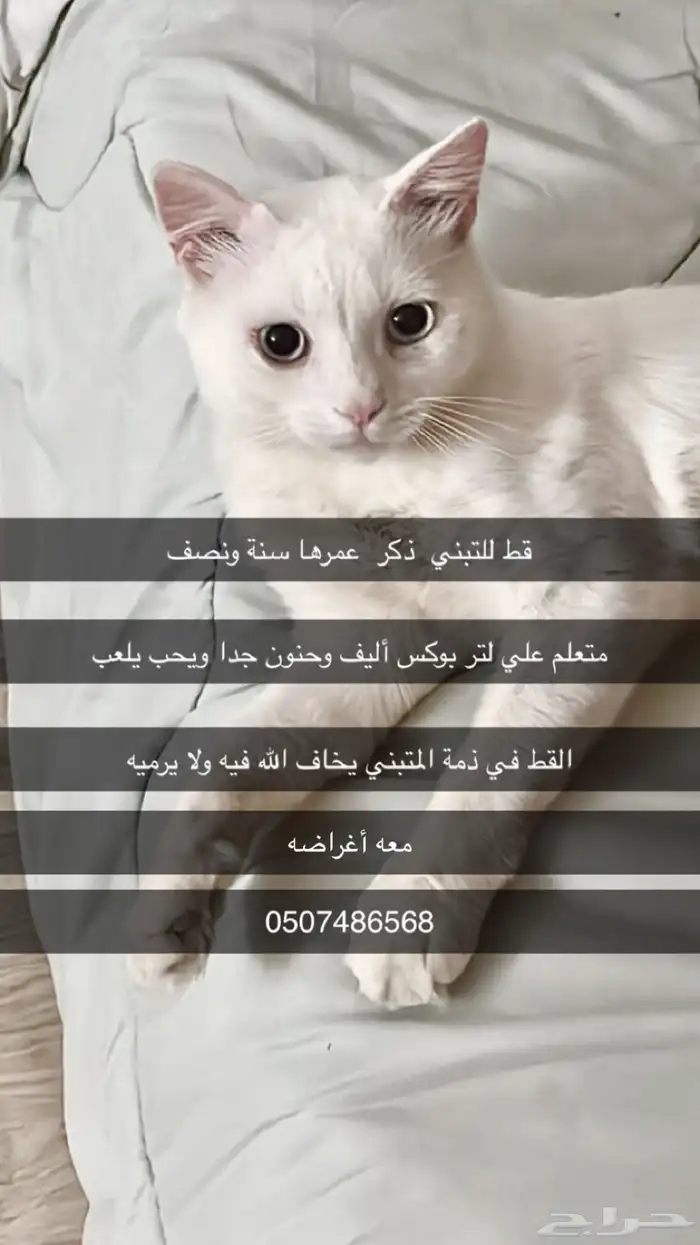 بيشه 0