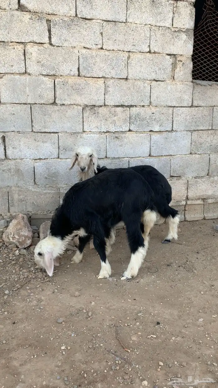 بهم تربيه خروف و رخال نجدي 8
